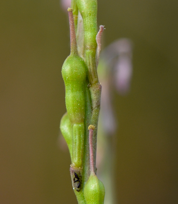 Image of Erucaria hispanica specimen.