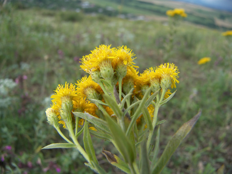 Изображение особи Inula germanica.