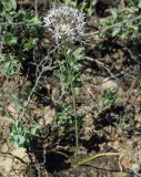 Allium subscabrum. Цветущее растение. Казахстан, Джамбульская обл., южнее оз. Балхаш. 13.05.2011.