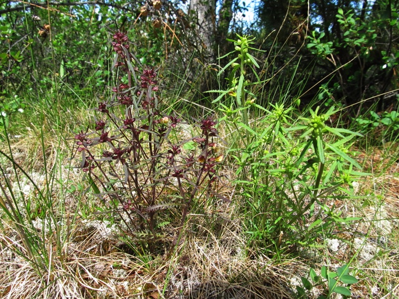 Изображение особи Pedicularis labradorica.