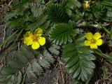 Potentilla anserina