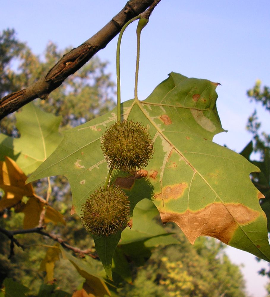 Image of Platanus &times; acerifolia specimen.