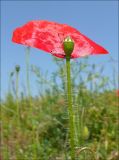 Papaver rhoeas. Верхушка побега с завязавшимся плодом. Краснодарский край, Черноморское побережье Кавказа, Новороссийск, окр. Суджукской лагуны, травостой со значительной долей сорных видов. 17 мая 2009 г.