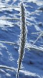 Image of taxon representative. Author is Денис Мирин
