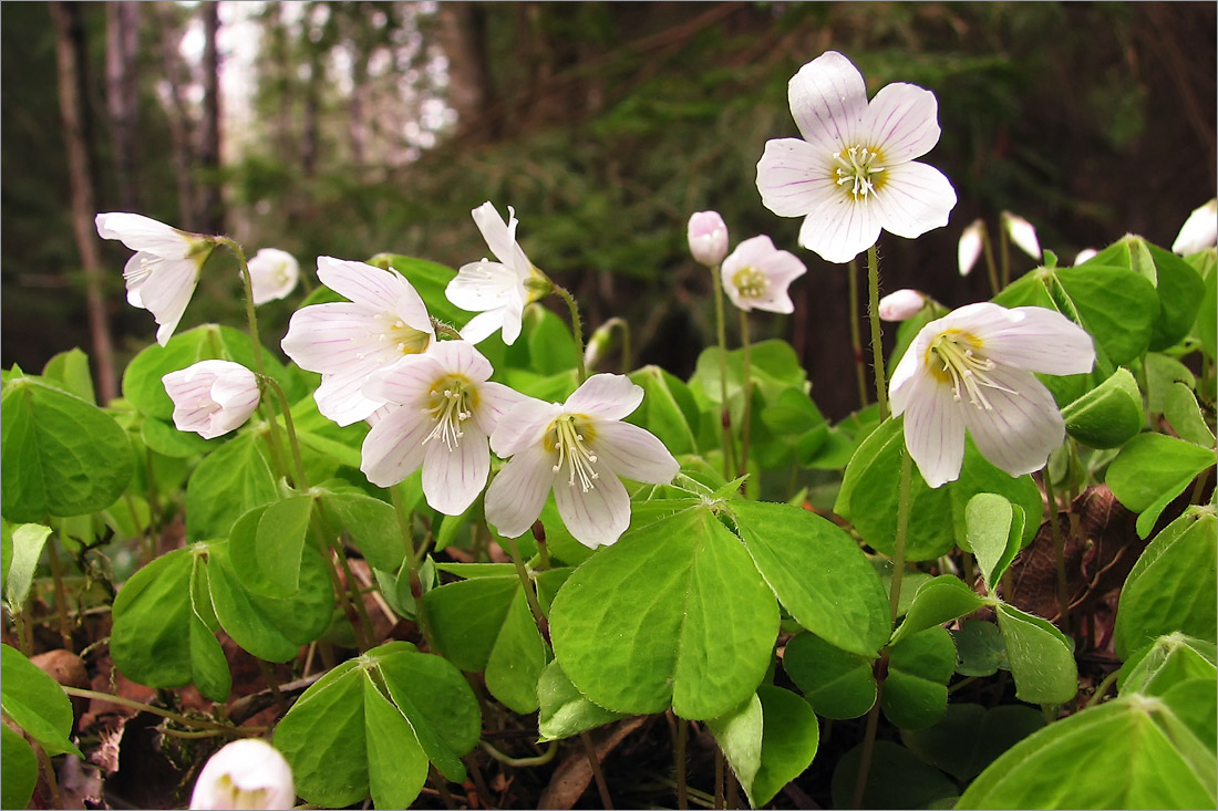 Изображение особи Oxalis acetosella.