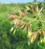 Dactylis glomerata. Часть общего соцветия с распустившимися цветками. Архангельская обл., Вельский р-н, окр. пос. Усть-Шоноша, луг. 27.06.2011.