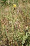 Centaurea orientalis