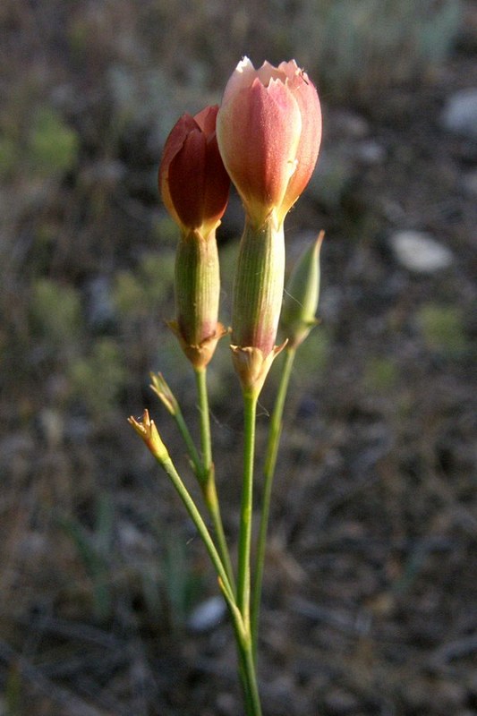 Изображение особи Dianthus marschallii.