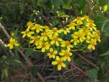 Senecio angulatus. Общее соцветие, состоящее из отдельных соцветий-корзинок. Испания, Каталония, провинция Girona, Costa Brava, Sant Feliu de Guíxols, на приморском обрыве. 26 октября 2008 г.