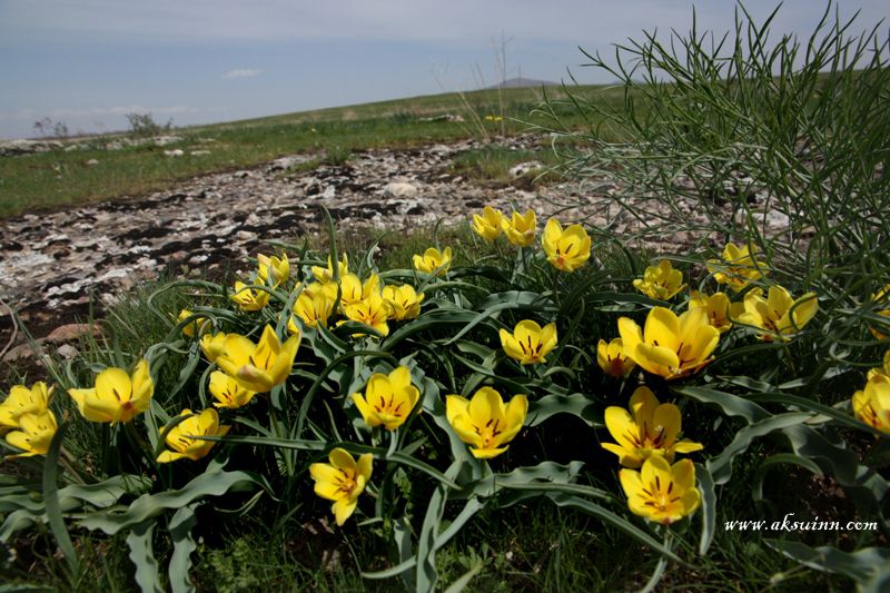 Изображение особи Tulipa lemmersii.