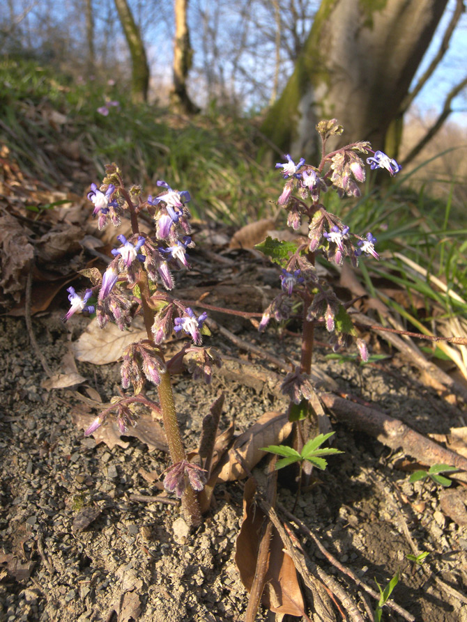 Изображение особи Trachystemon orientalis.