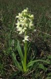 Dactylorhiza romana. Цветущее растение. Крым, Байдарская яйла, луговая поляна в лесу. 26 апреля 2012 г.