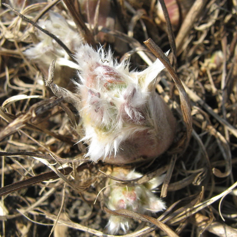 Image of Pulsatilla vulgaris specimen.