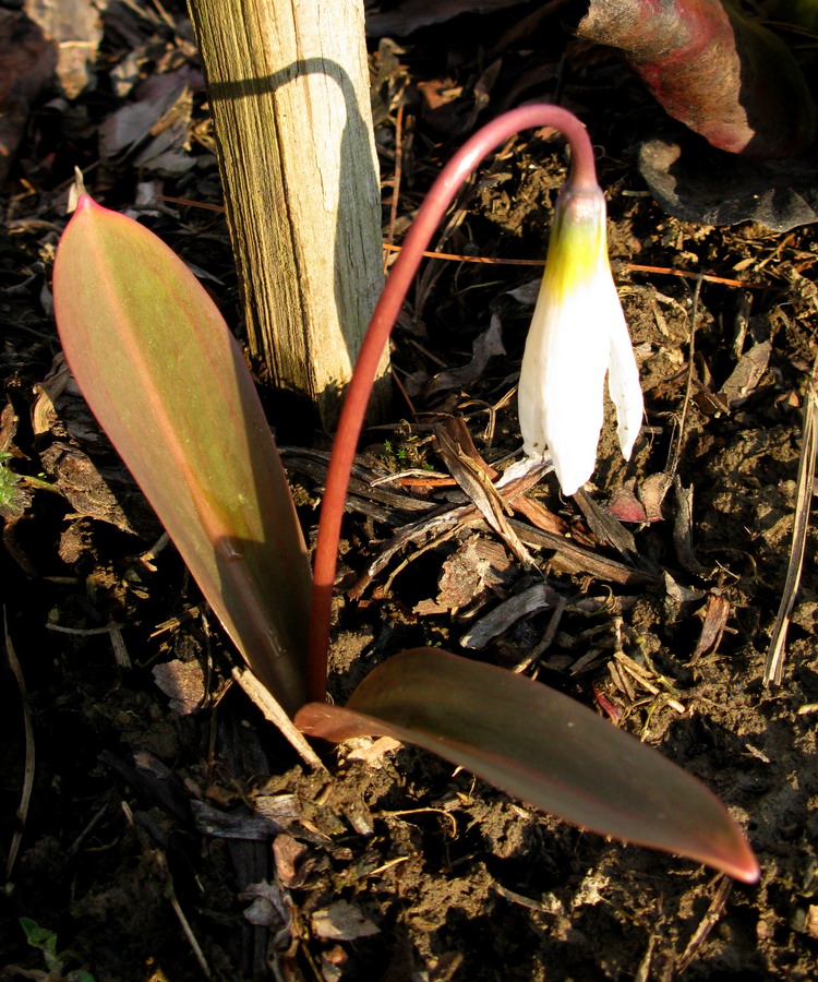 Image of Erythronium krylovii specimen.