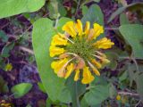 Phlomis