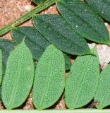 Jacaranda mimosifolia