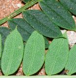 Jacaranda mimosifolia. Сегменты листьев (внизу - вид с обратной стороны). Израиль, Шарон, г. Герцлия, в культуре. 05.07.2014.