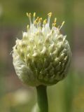 Allium fistulosum. Распускающееся соцветие. Санкт-Петербург, г. Ломоносов, Красная Слобода, в огороде. 16.06.2012.