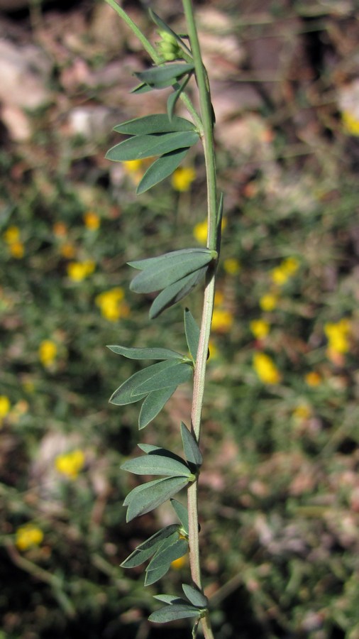 Image of Lotus corniculatus specimen.