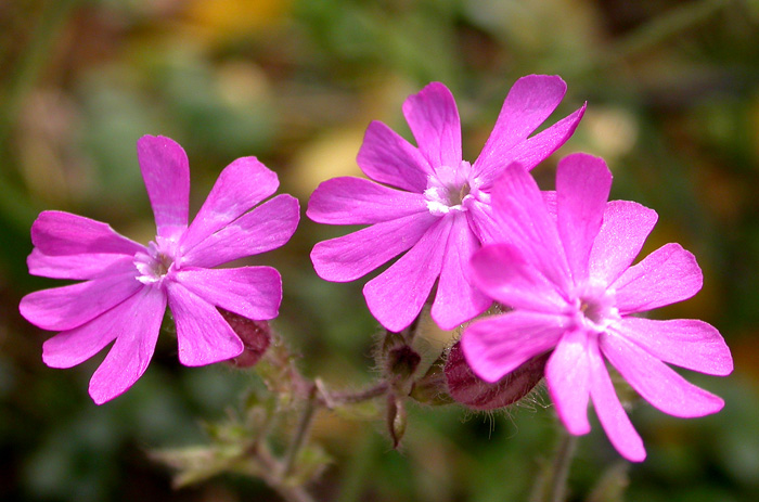 Изображение особи Melandrium dioicum.