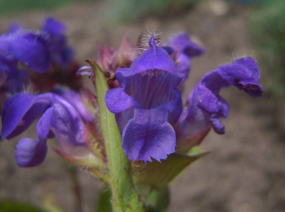 Image of Prunella grandiflora specimen.