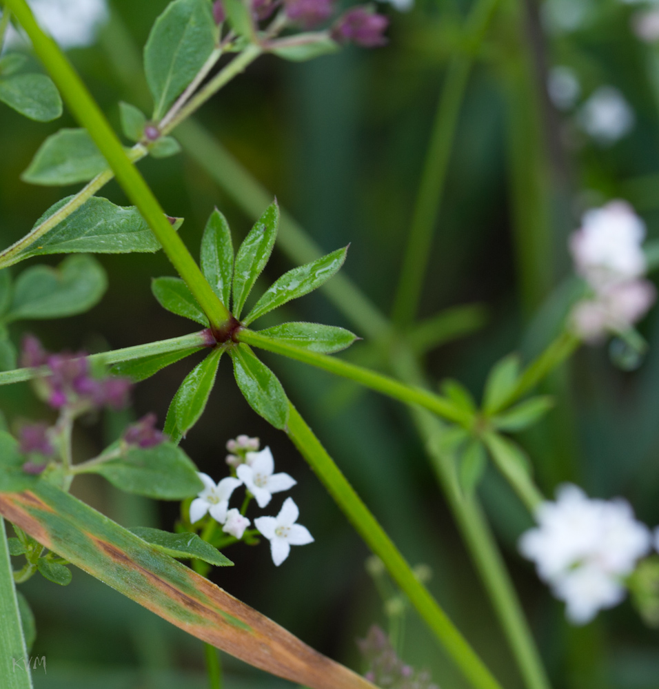 Изображение особи род Galium.