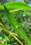 Salix acutifolia