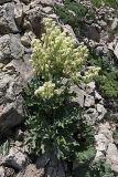 Megacarpaea orbiculata. Цветущее растение. Южный Казахстан, хр. Боролдайтау, гора Нурбай; 1200 м н.у.м. 23.04.2012.