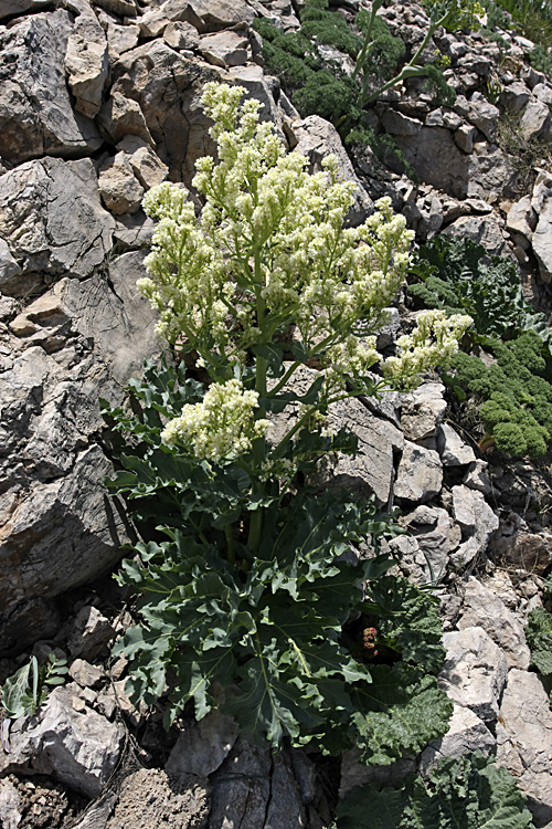 Image of Megacarpaea orbiculata specimen.