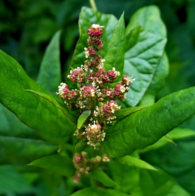 Изображение особи Atriplex prostrata.