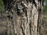 Ulmus japonica