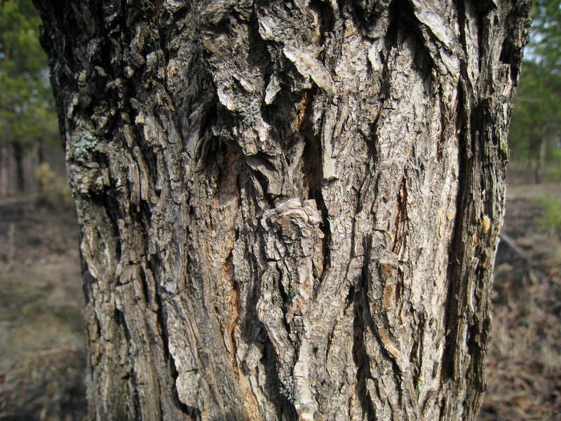 Изображение особи Ulmus japonica.