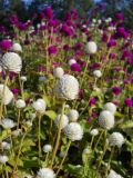 Gomphrena globosa