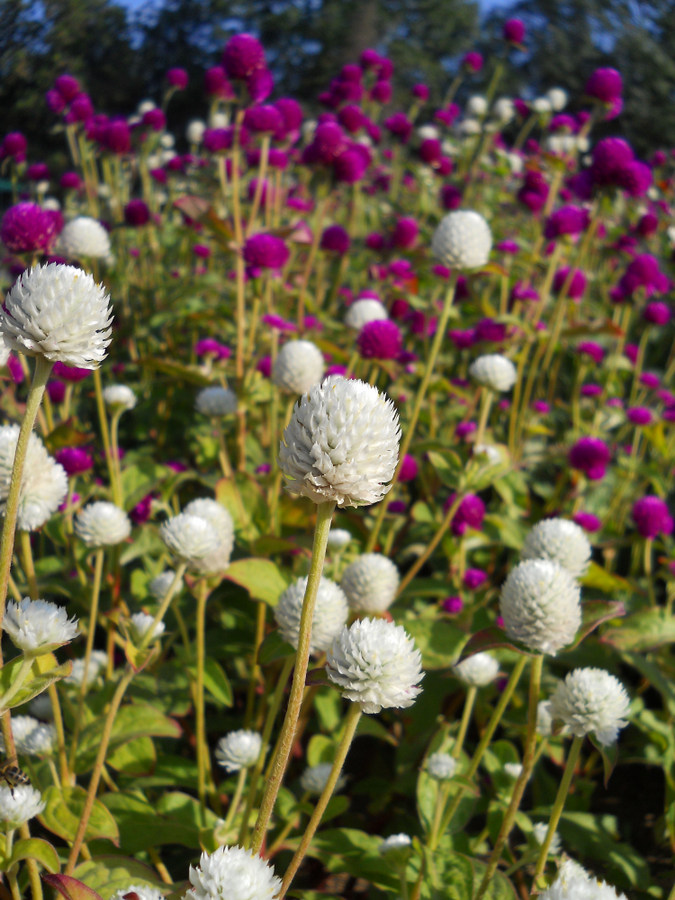 Image of Gomphrena globosa specimen.