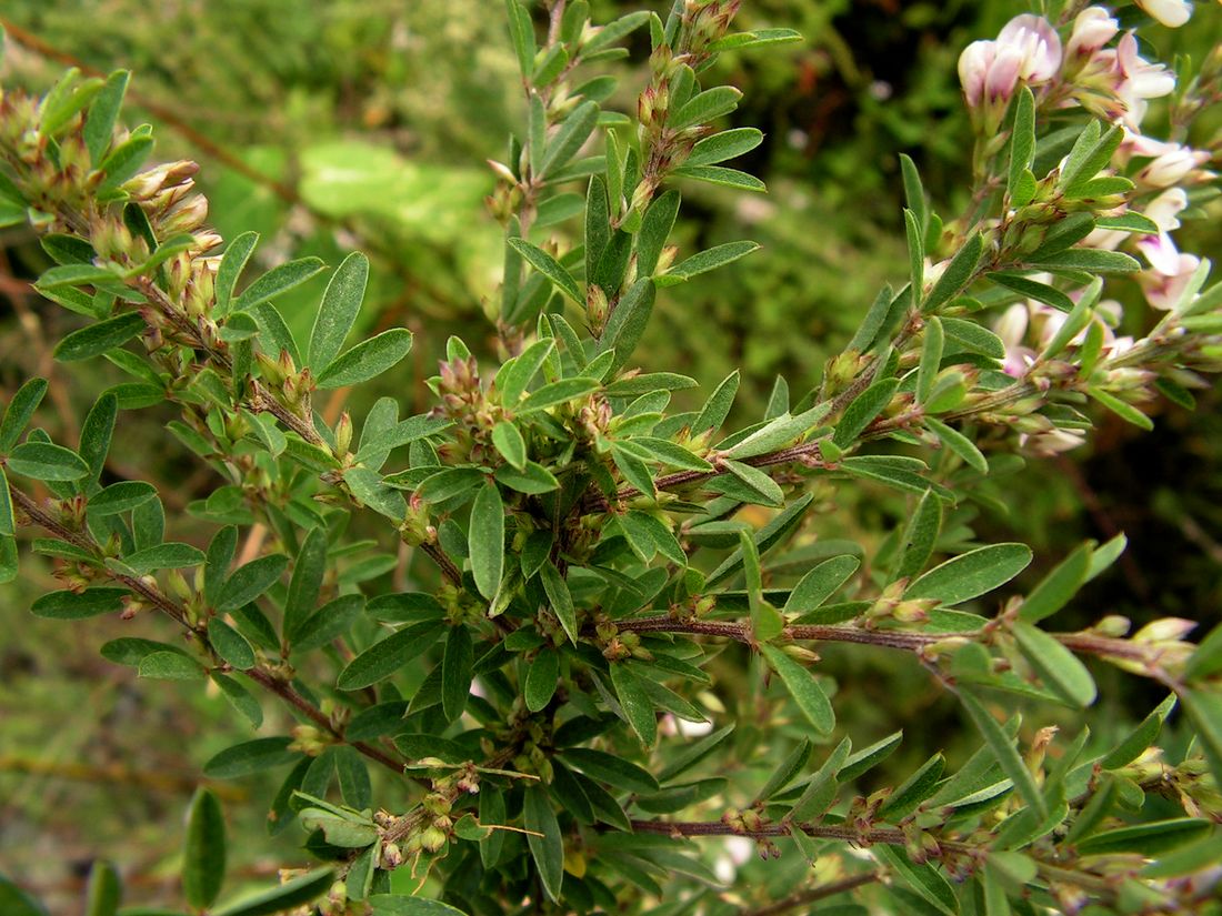 Изображение особи Lespedeza juncea.