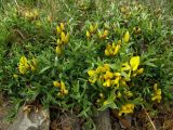 Genista verae. Цветущее растение. Южный Берег Крыма, гора Аю-Даг, каменистый склон. 1 мая 2009 г.