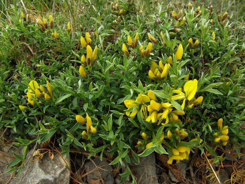 Изображение особи Genista verae.