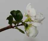 Chaenomeles speciosa. Верхушка веточки с цветками ('Nivalis'). Германия, г. Кемпен, у детской площадки. 16.11.2012.