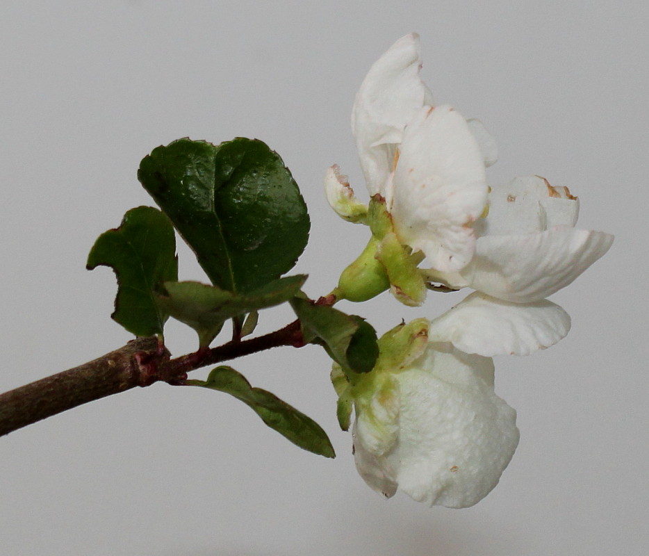 Изображение особи Chaenomeles speciosa.