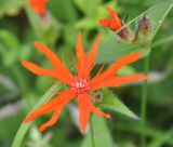 Lychnis fulgens