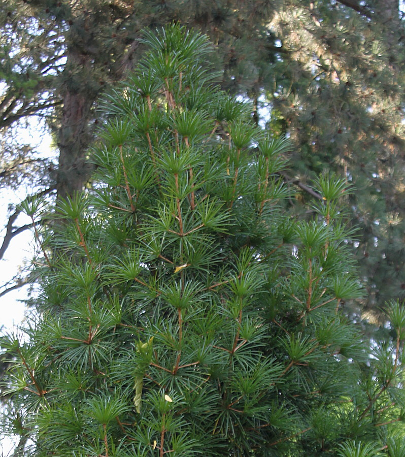 Image of Sciadopitys verticillata specimen.