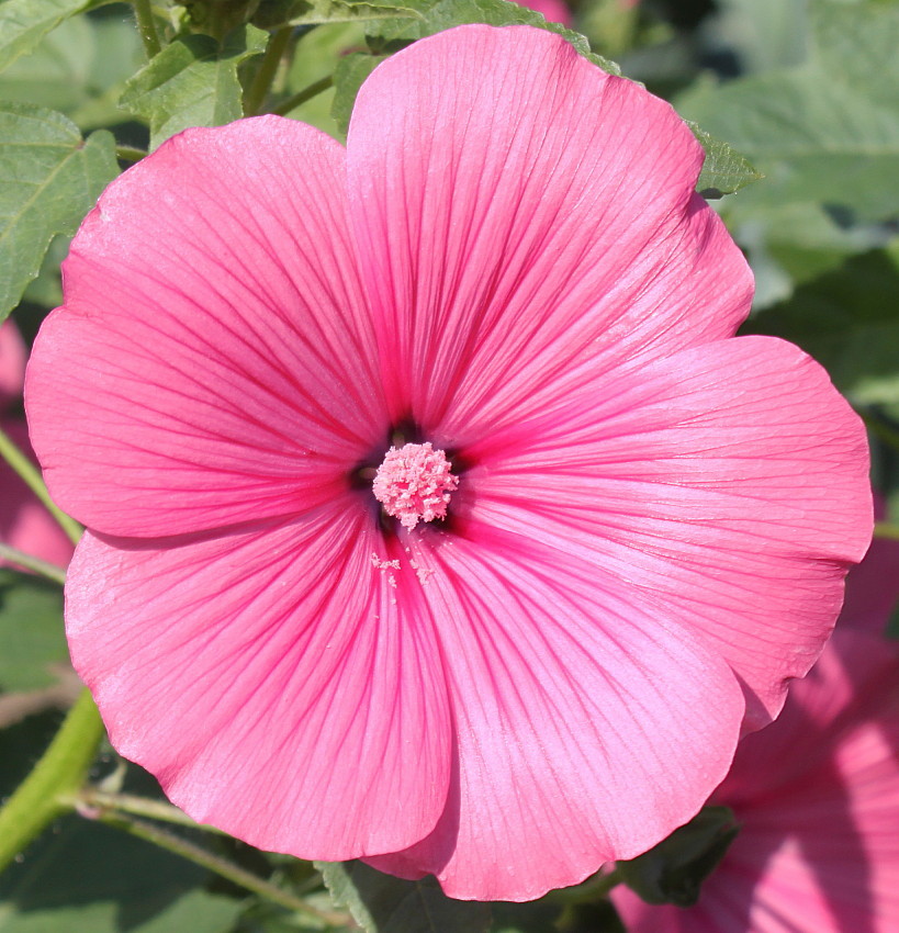 Image of Malva trimestris specimen.