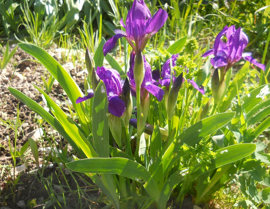 Image of Iris aphylla specimen.