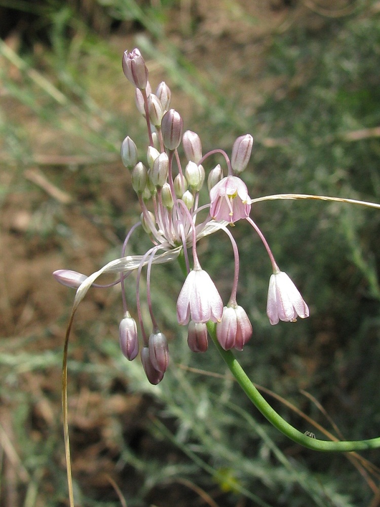 Изображение особи Allium paniculatum.
