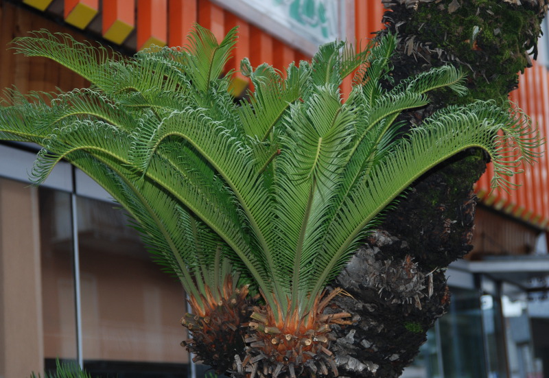 Image of Cycas revoluta specimen.