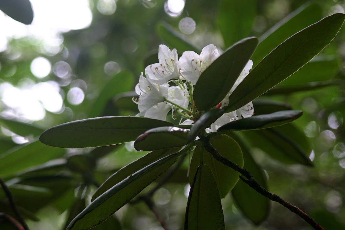 Изображение особи Rhododendron fauriei.