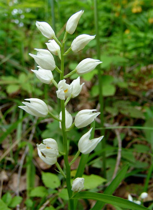 Изображение особи Cephalanthera longifolia.