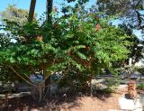 Bauhinia galpinii