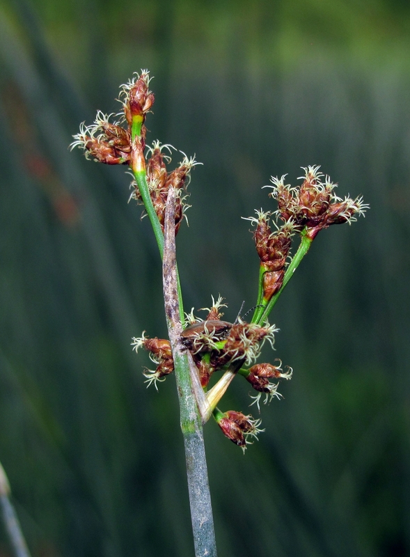 Изображение особи Schoenoplectus lacustris.