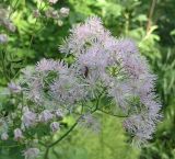 Thalictrum aquilegiifolium. Соцветие. Ленинградская обл., Лужский р-н, пойменный луг в окр. дер. Кемка. Июнь.